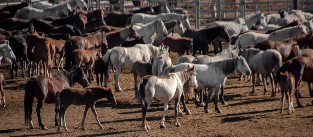 beautiful horse herd interacting under warm sun in tranquil ranch setting. cyber security.