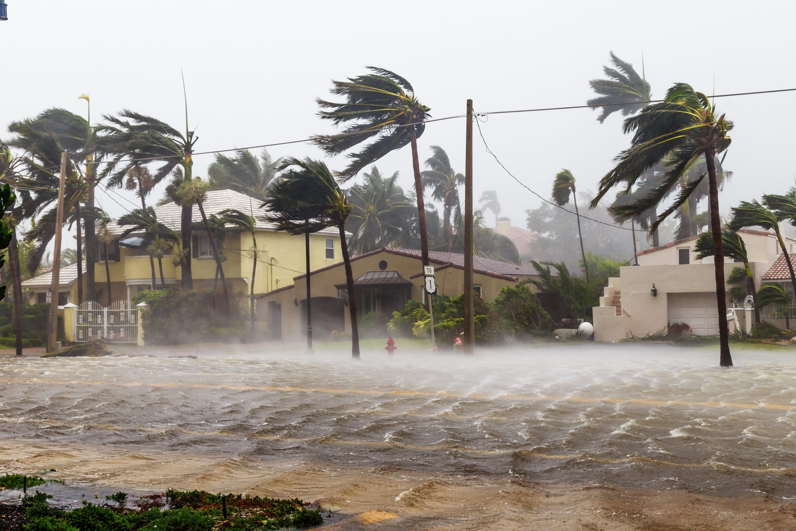 a flooded street with palm trees blowing in the wind