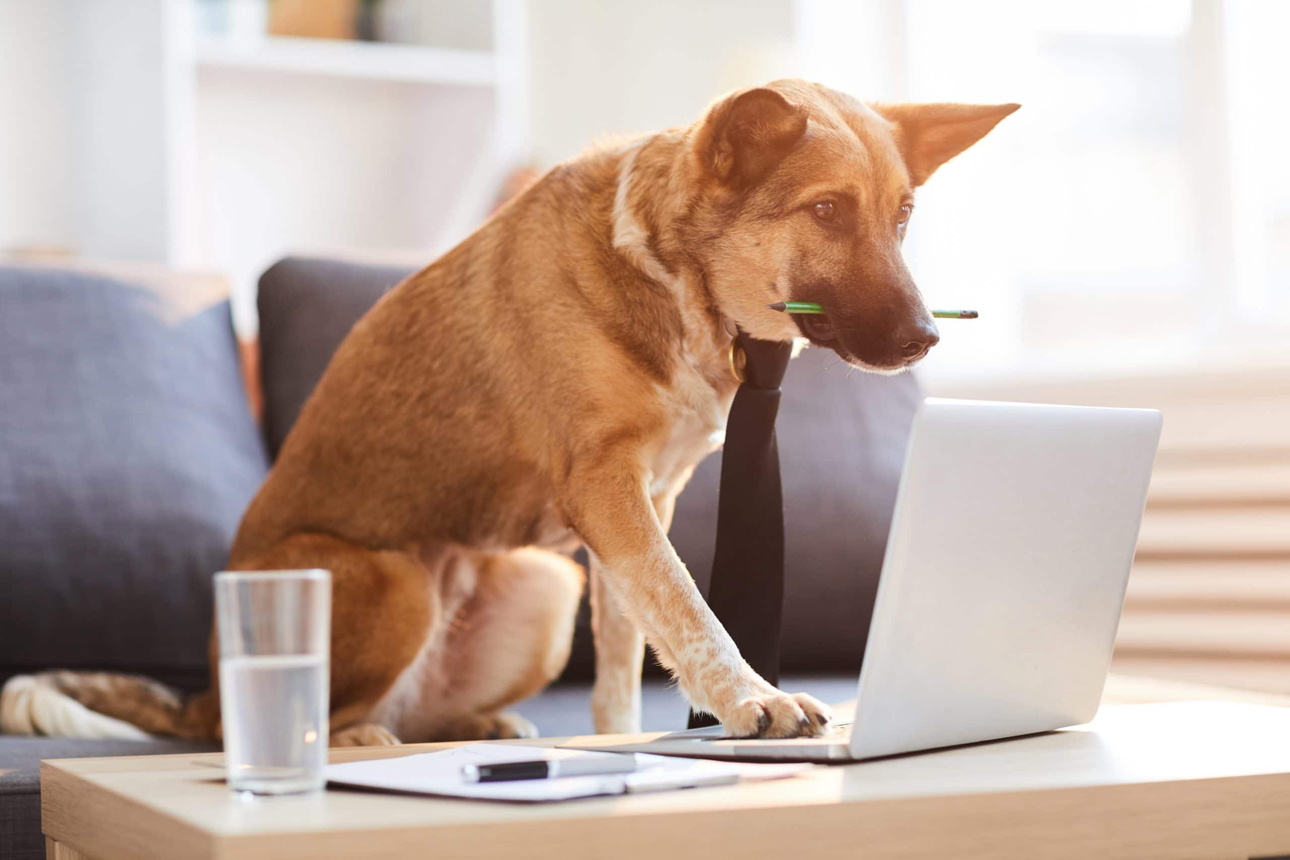 a brown dog sitting on top of a couch next to a laptop computer