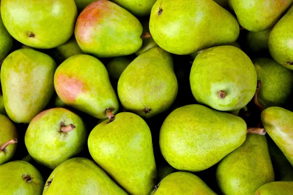 Glossy Green Pears Showcasing Natural Ripeness, Perfect For Culinary Creations Or Snacking. glossy green pears showcasing natural ripeness, perfect for culinary creations or snacking.