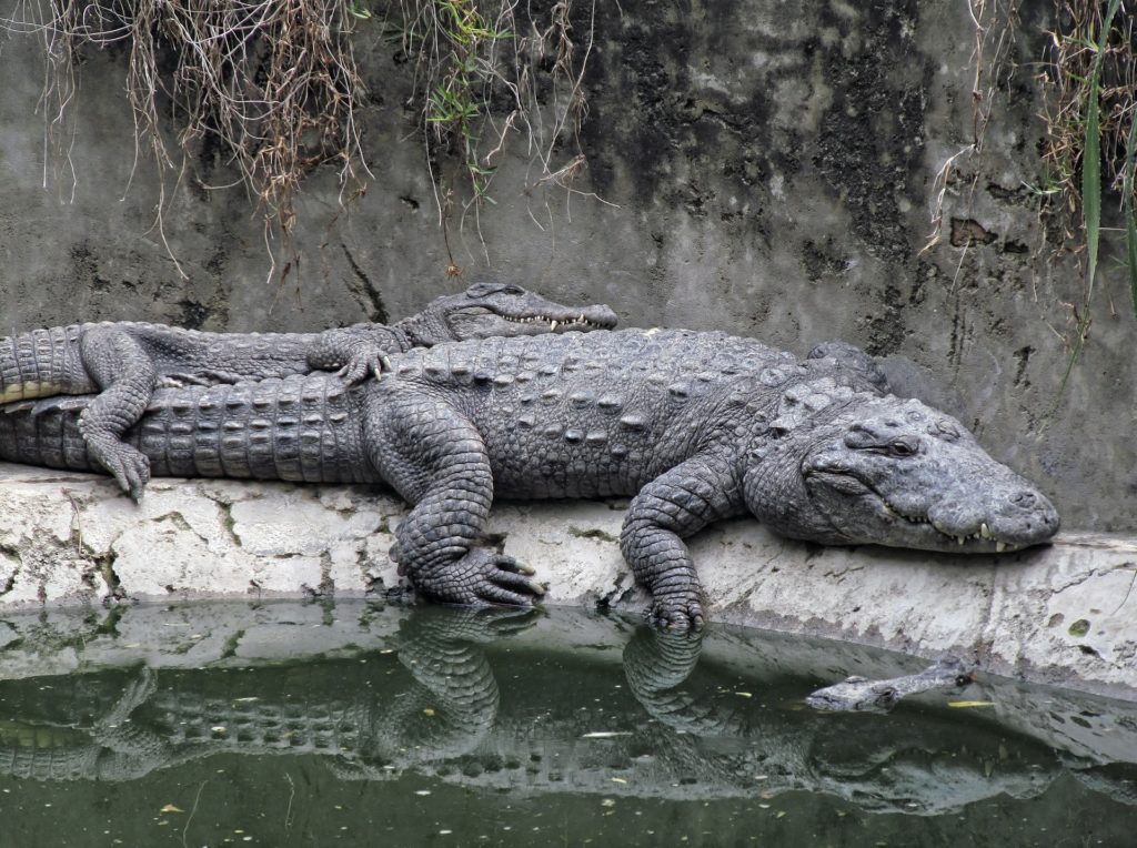 tranquil crocodile resting by green waters in natural habitat.