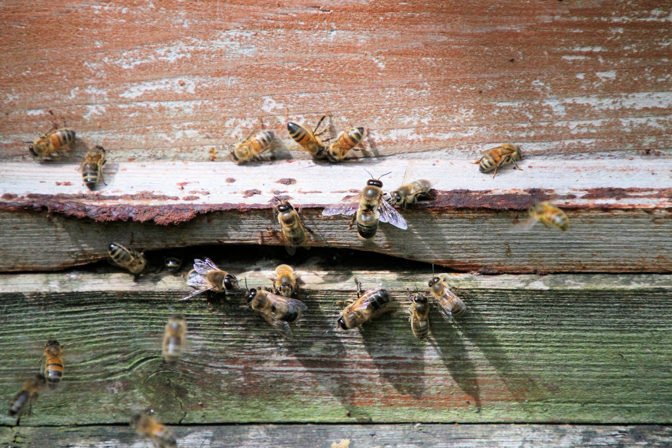 a bunch of bees that are on some wood