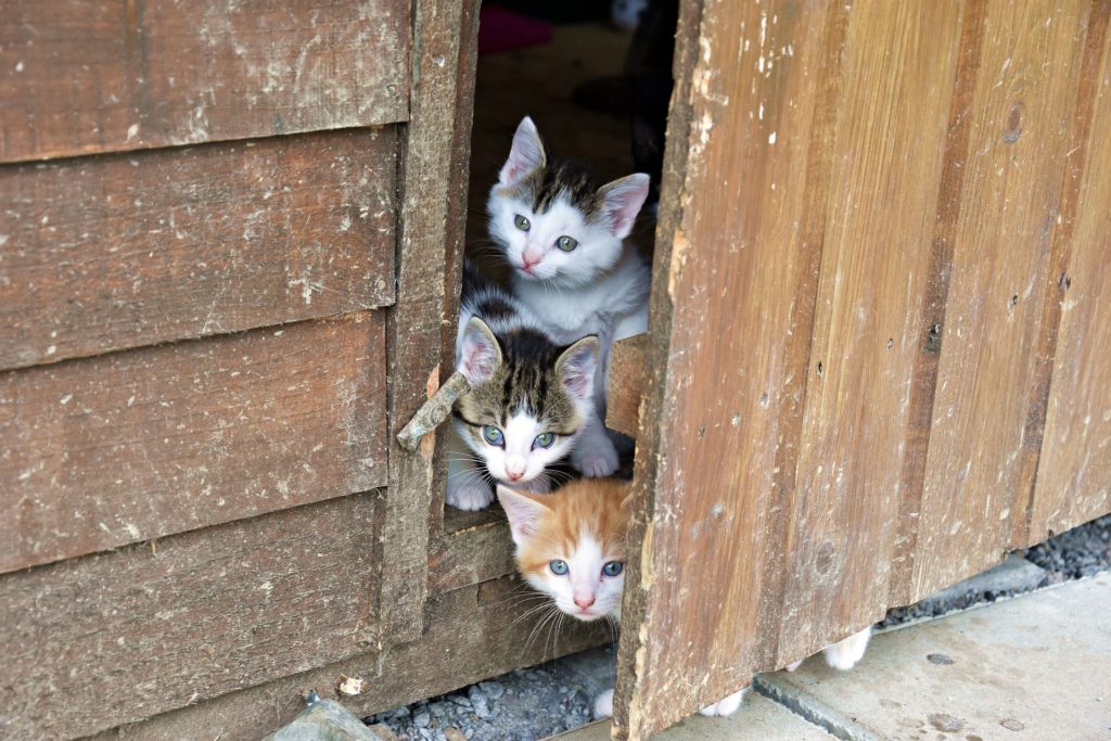 charming kittens peeking out of a rustic wooden door, displaying playful innocence and curiosity.