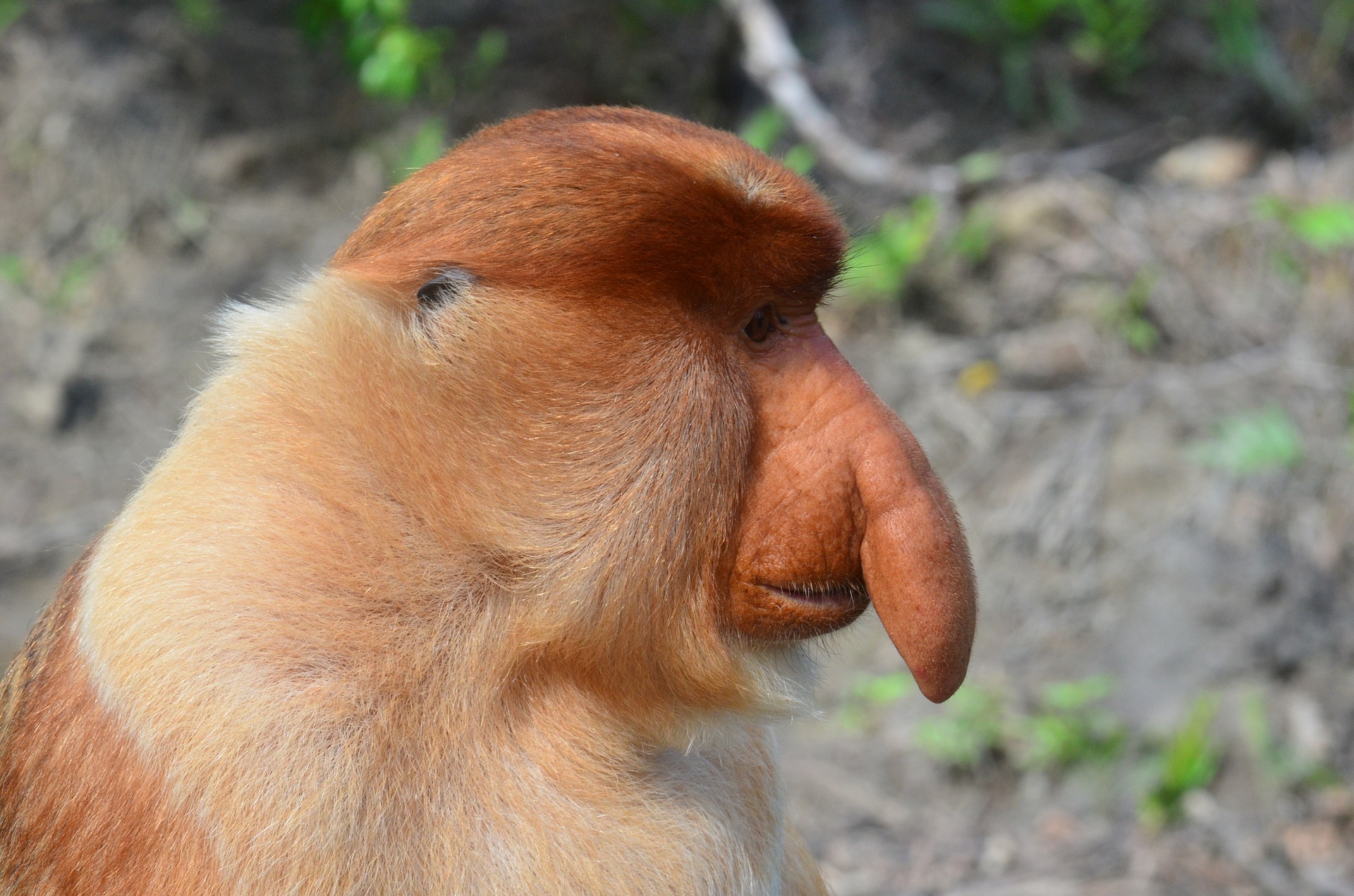 a close up of a monkey's face with trees in the background