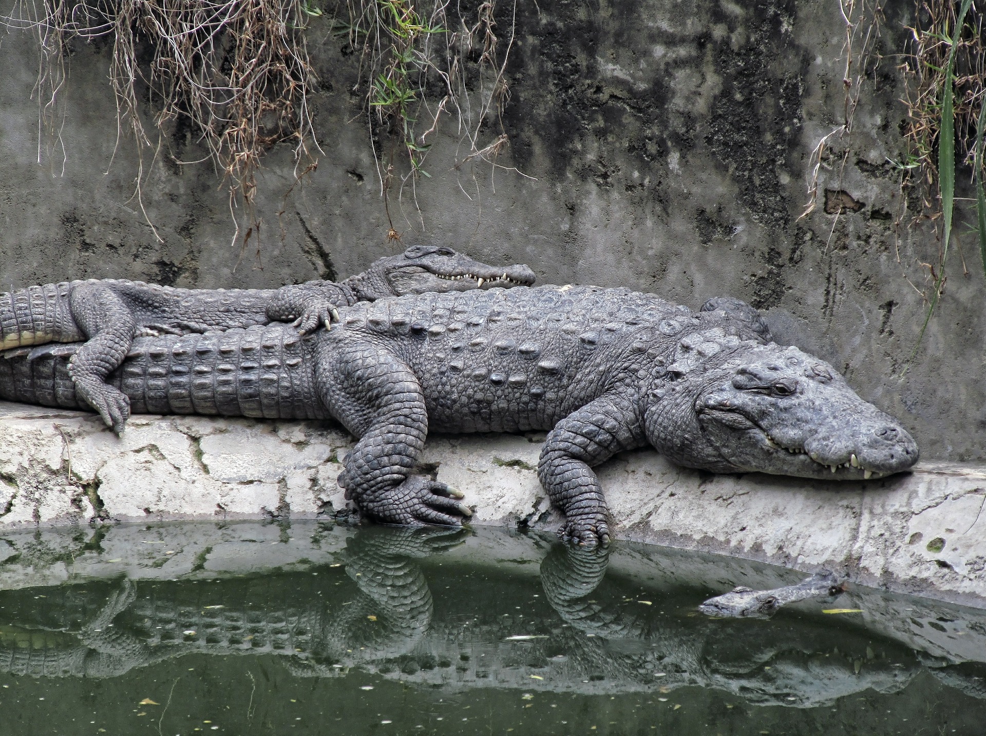 an alligator laying on top of a rock next to water