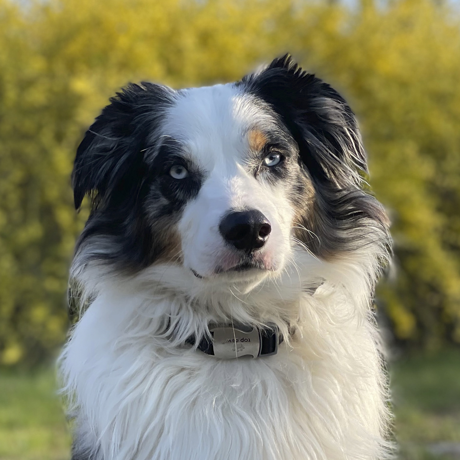 a black and white dog is looking at the camera