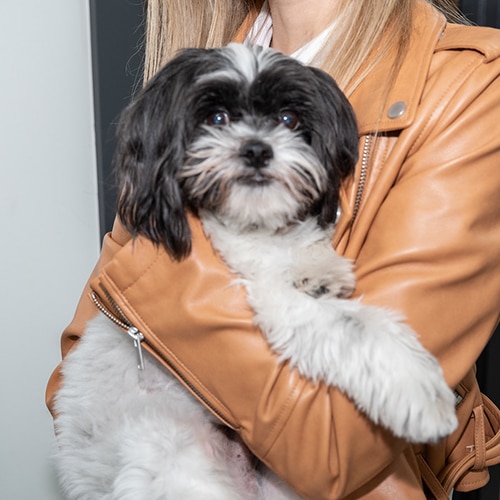 stylish person with cute dog in fashionable leather jacket, showing love and companionship.