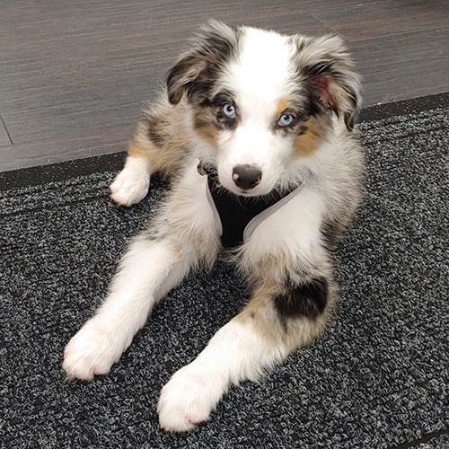 adorable tri-color shepherd puppy with blue eyes lying on plush carpet.