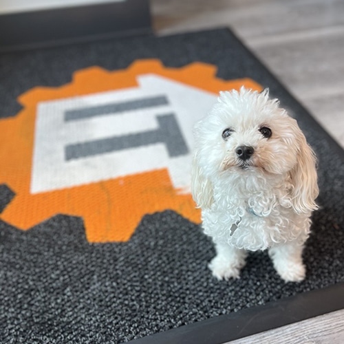 fluffy white dog on vibrant orange and gray mat.